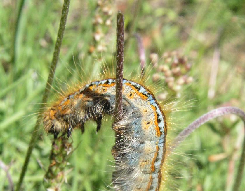 Phalera bucephala